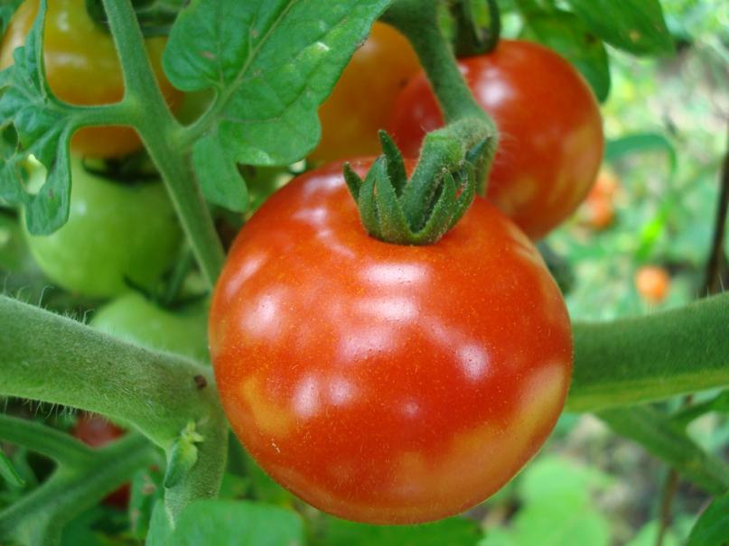 La Tomate Saint Pierre
