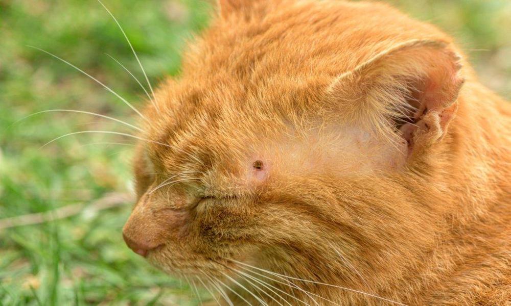 Les tiques sont un parasite très courant
