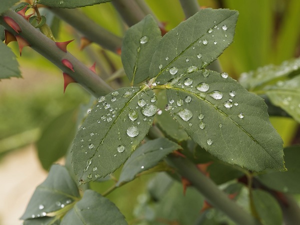 Les épines du rosier aussi appelées aiguillons