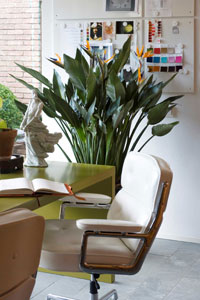 Au bureau, les plantes apaisent
