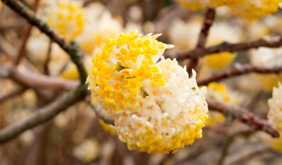 Edgeworthia chrysantha