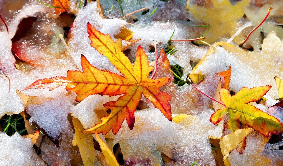 feuille