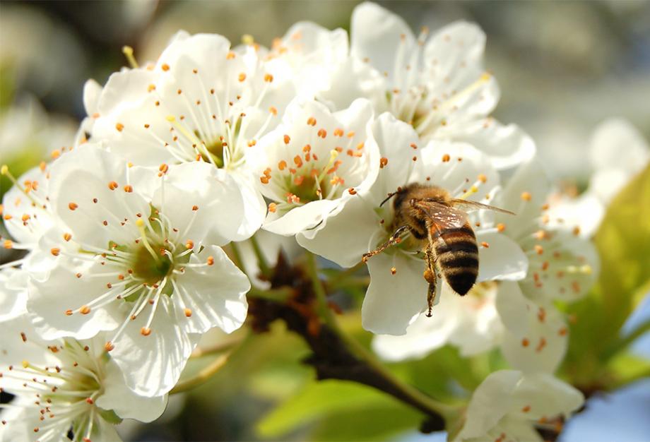 Pommier en fleur