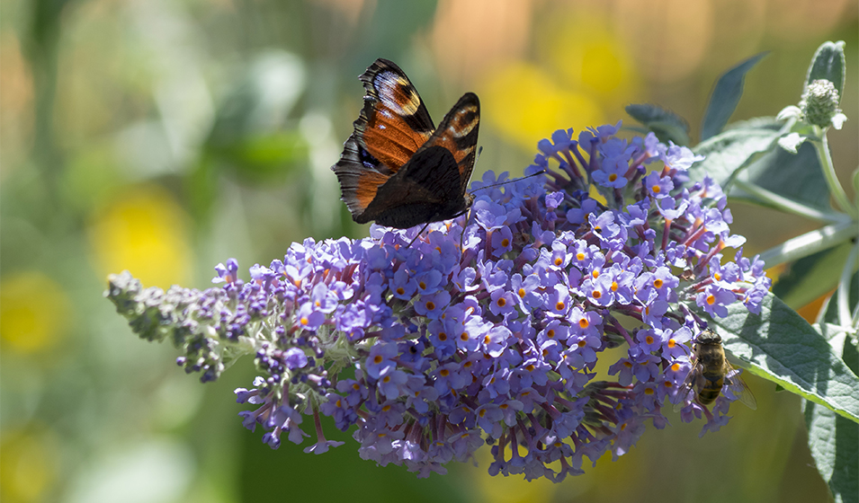 Buddleia ou arbre aux papillons