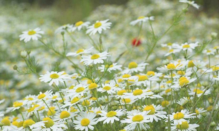 anthemis