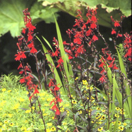 Lobélia cardinalis 'Queen Victoria'