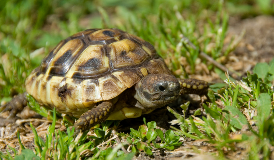 5 choses que vous ne soupçonniez pas sur la tortue de terre
