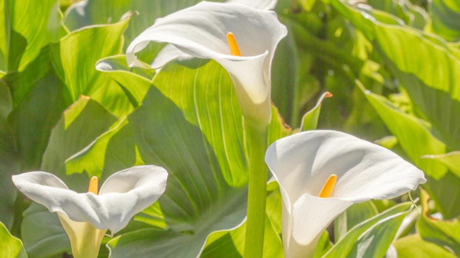 Arum d'Ethiopie