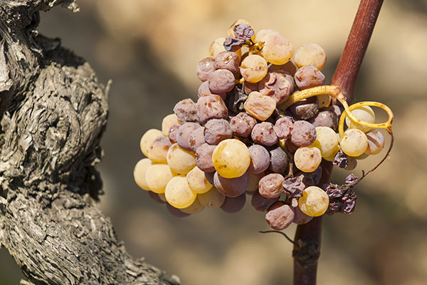 Une maladie cryptogamique sur le raisin