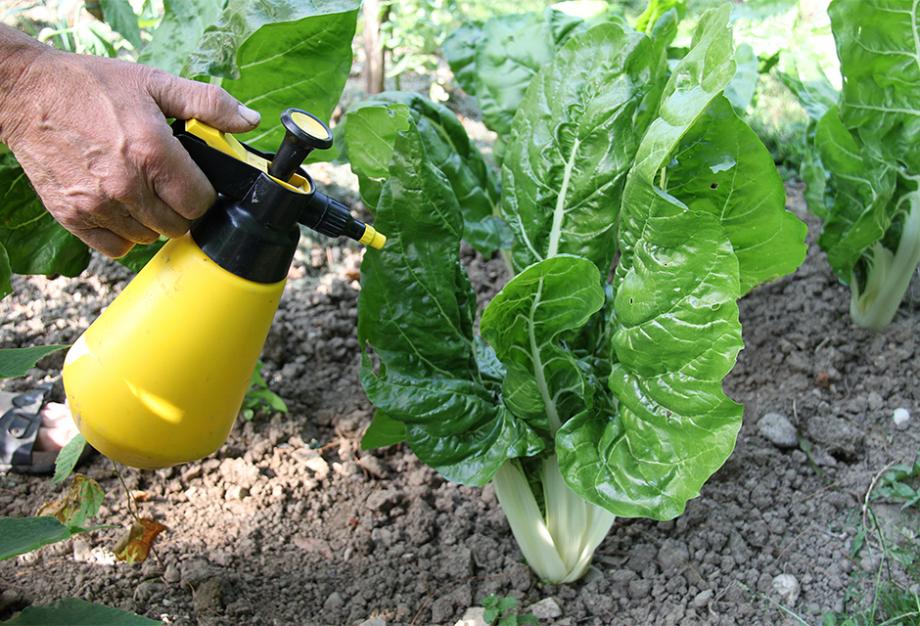 traiter au potager