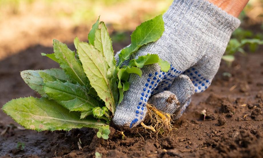 7 façons de désherber efficacement les mauvaises herbes