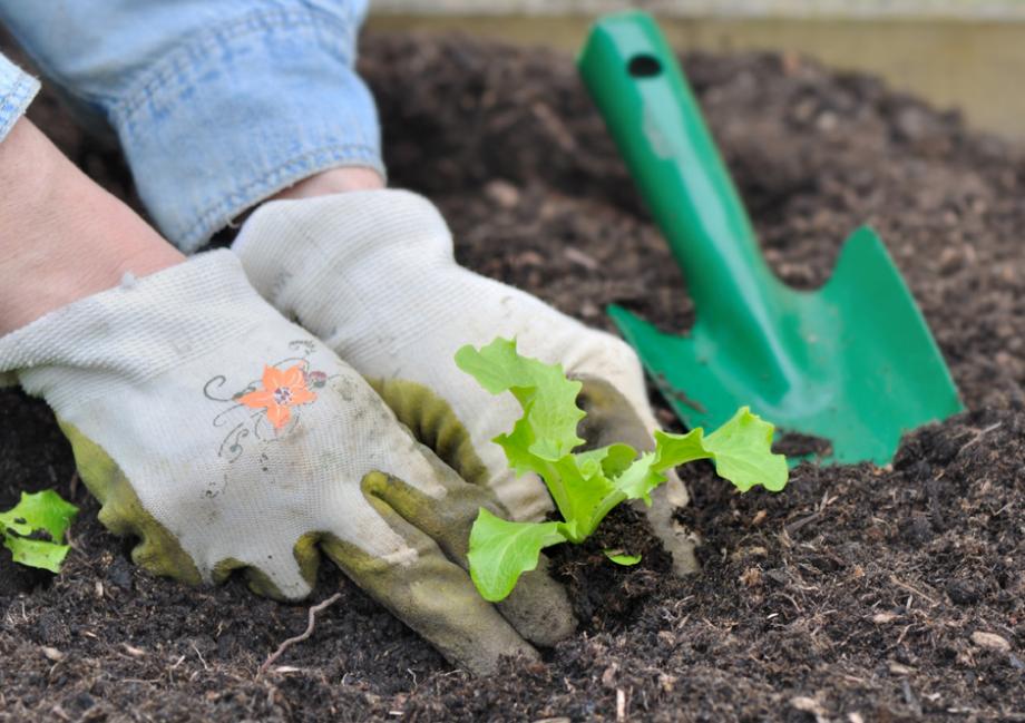 Planter la salade