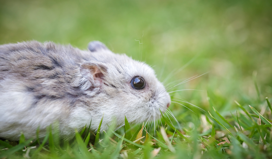 hamster
