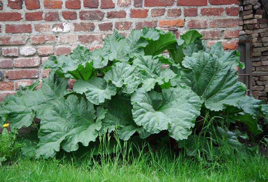 Rhubarbe