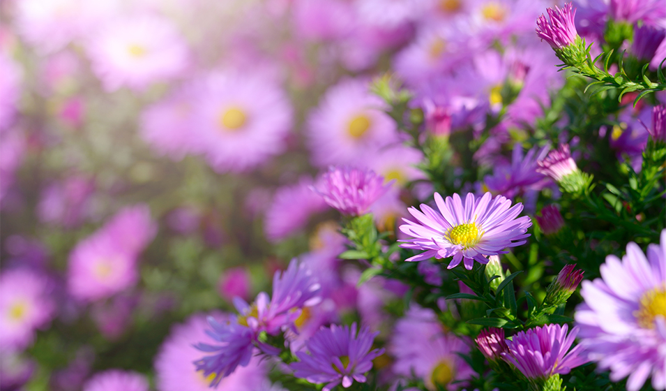 aster