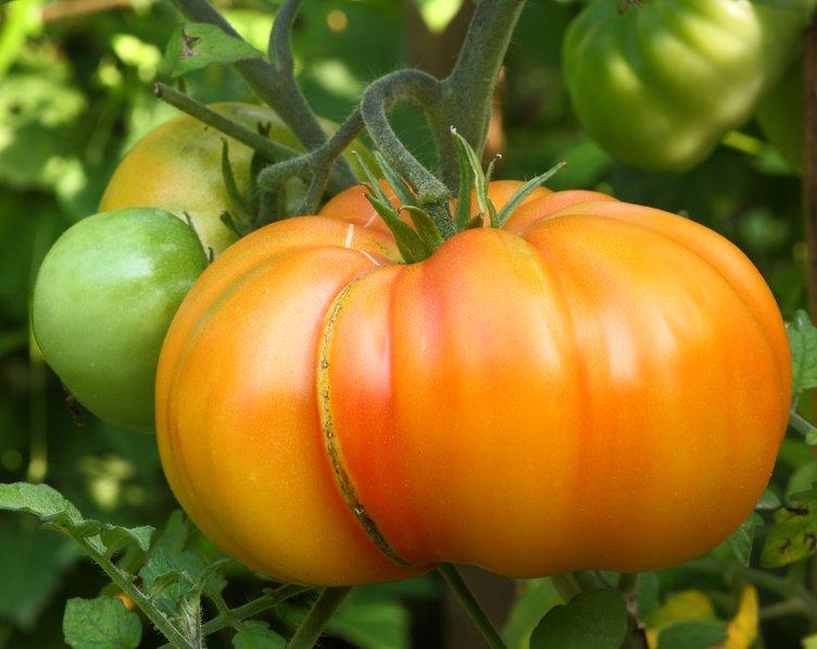 La tomate Ananas, très connue mais toujours délicieuse