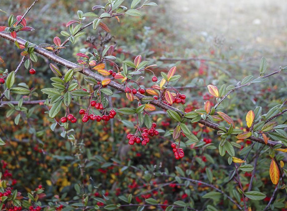 Cotoneaster