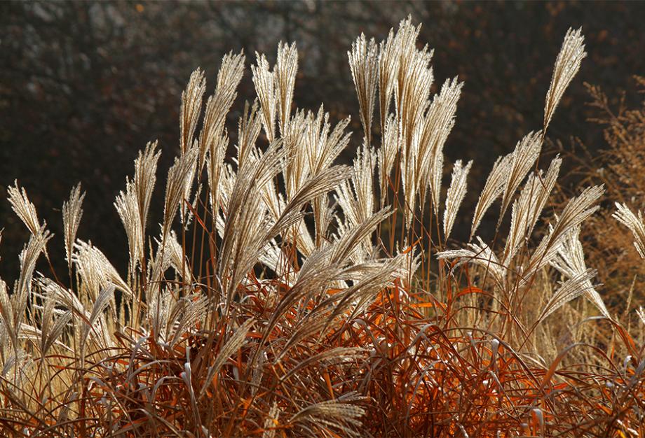 Miscanthus en automne
