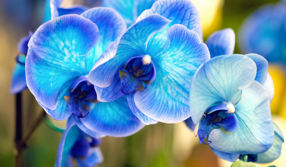 orchidee papillon teinte en bleue
