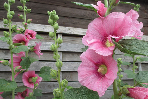 La rose trémière est une plante bisannuelle