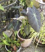 Le Colocasia