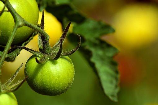 Tomate Montfavet