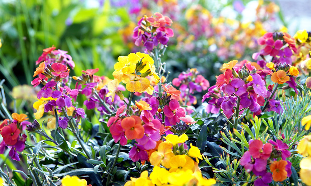 Quelles fleurs sont à semer en février ?