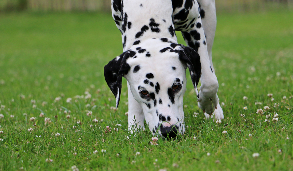 chien
