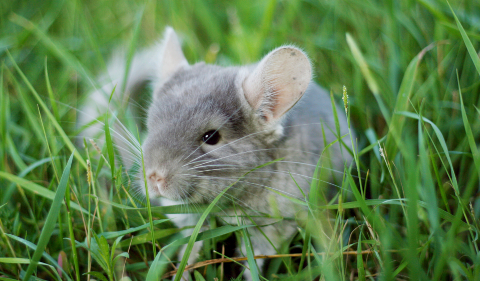 chinchilla herbe