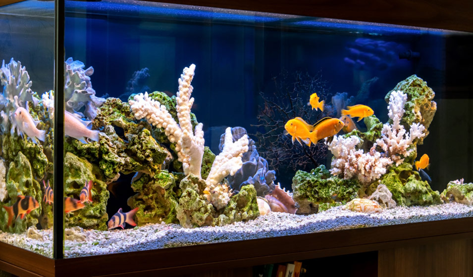Top 5 des meilleurs éclairages pour aquariums [Comparatif et avis