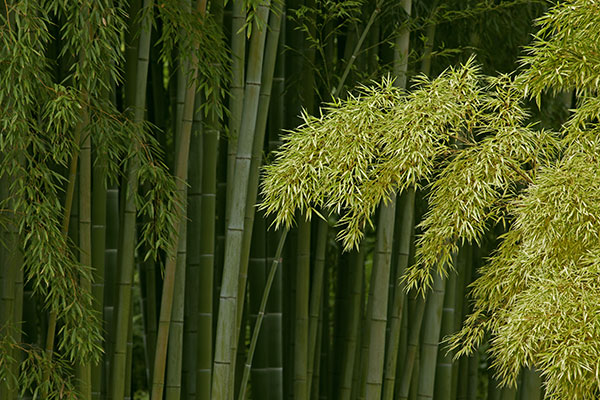 Les chaumes de bambou sont les tiges de cette plante