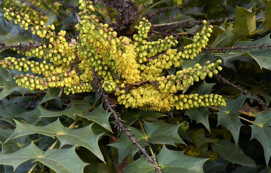 mahonia