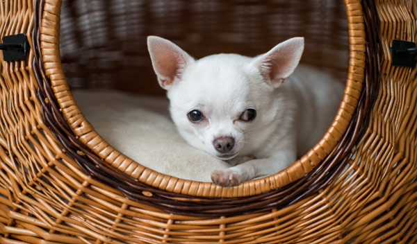 Cadeau pour Chien : 11 Astuces pour faire plaisir à son Animal - Blog