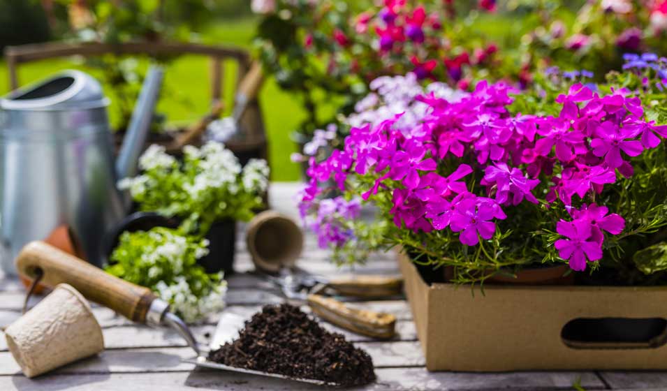 7 variétés de fleurs pour jardinières et pots, à semer
