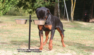 Comment bien donner à manger à votre chien ?