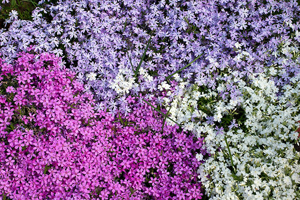 Le phlox est une plante florifère