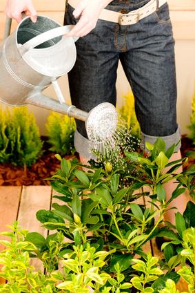Arroser les plantes en pot l'hiver - Gamm vert