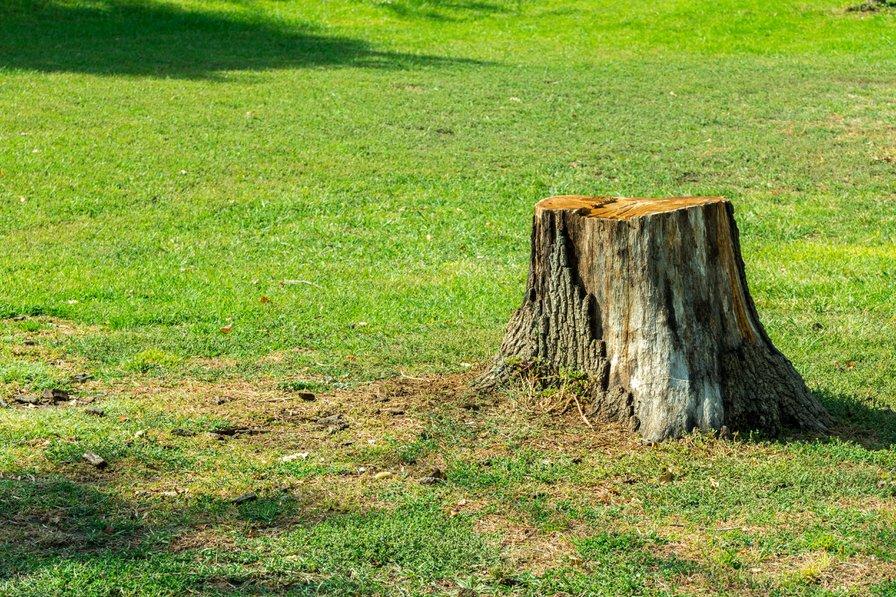 Destruction de la souche d'un arbre : comment faire ? - Gamm vert