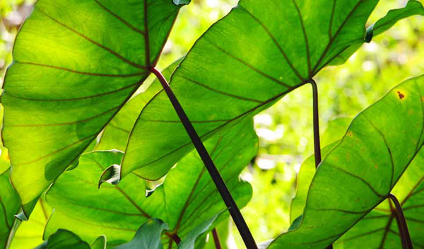 Soins de l'Alocasia: Conseils pour des plantes florissantes