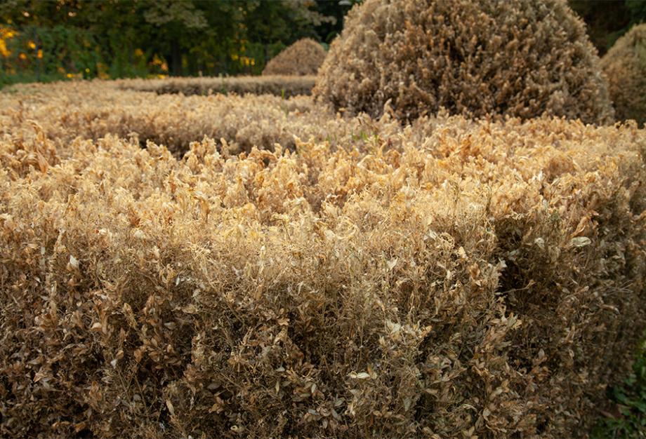 Dessèchement du feuillage de l’arbuste