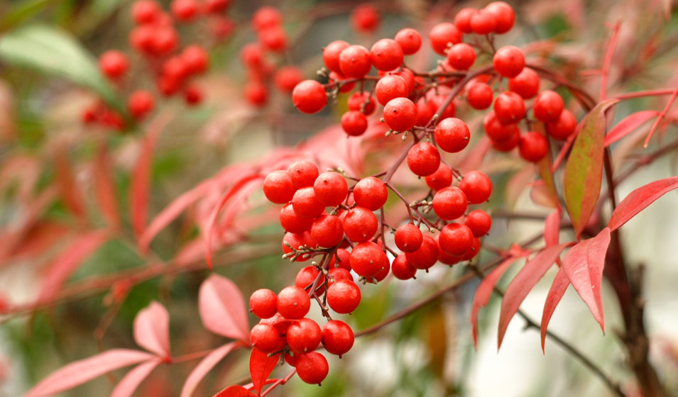 Bambou sacré (Nandina domestica)