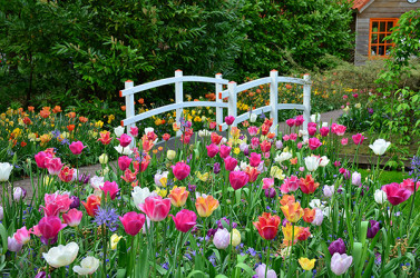 Les tulipes se déclinent en de nombreuses variétés