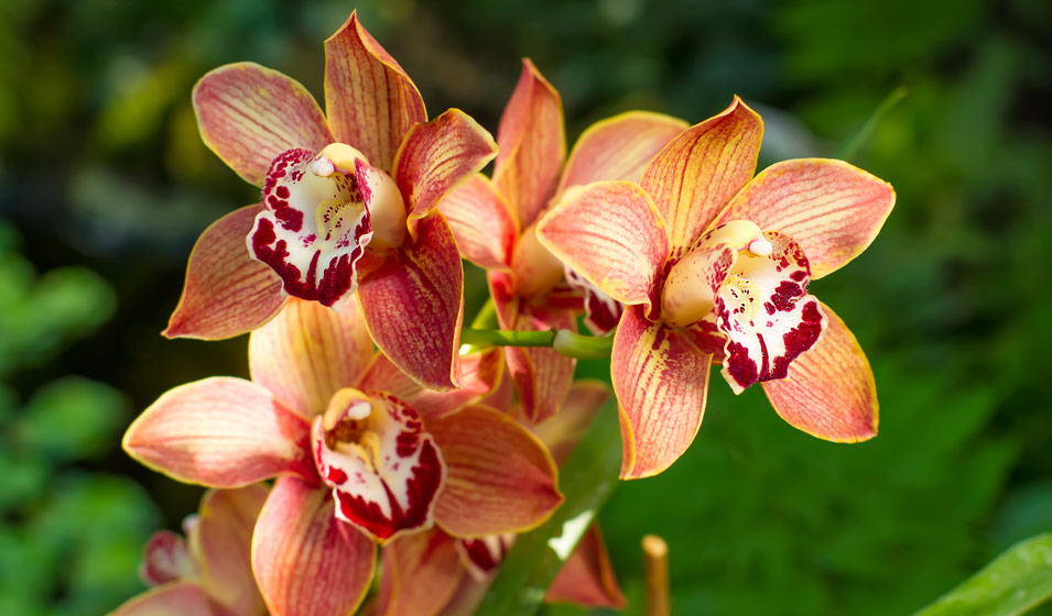 orchidée Cymbidium