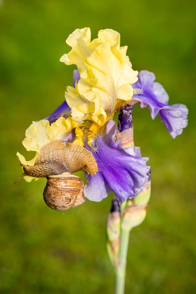 Escargot sur iris