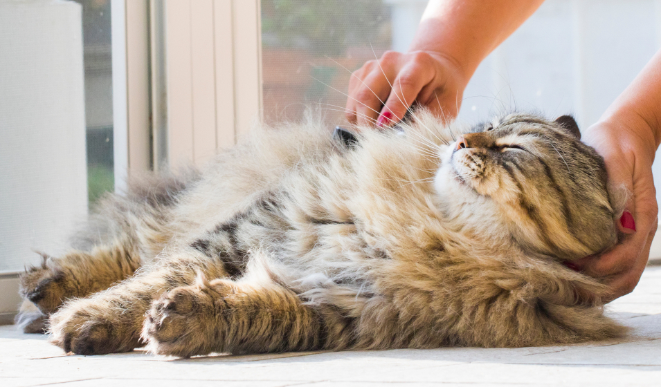 chat