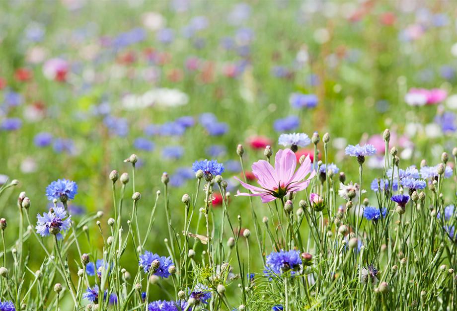 Prairie fleurie