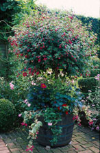 Avec un peu de patience vous pourrez obtenir un fuchsia sur tige
