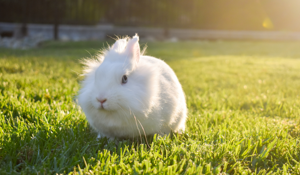 comportement lapin nain 7