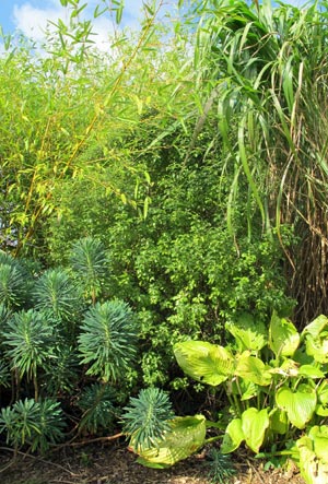 Nuances de vert et jaune avec l'euphorbe, hosta, miscanthus, bambou...