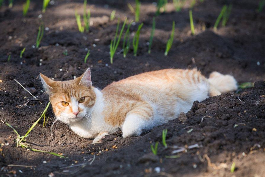 Comment éloigner les chats du jardin ? - Gamm vert